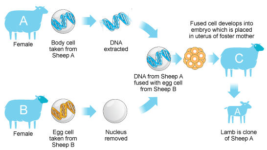 21.The diagram shows the process by which sheep embryos are cloned. Summarise the information by selecting and reporting the main features.