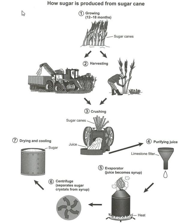 56.The diagram below shows the manufacturing process for making sugar from sugar cane. Summarize the information by selecting and reporting the main features, and make comparisons where relevant