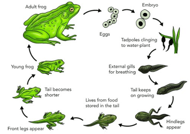 The diagram illustrates the Life Cycle process of frogs in a pond. Summarize the information by selecting and reporting the main features and make comparisons where relevant. Write at least 150 words.