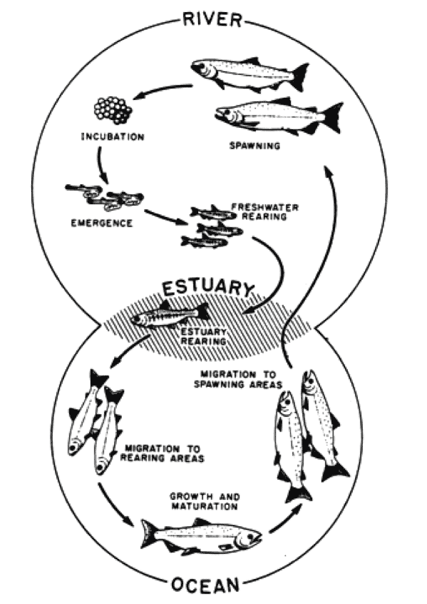 The diagram illustrates the life cycle of salmon through various stages.