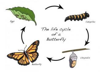 The diagram below shows the life cycle of the Monarch butterfly. Summarize the information by selecting and reporting the main features and make comparisons where relevant.