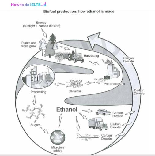 The diagram illustrates the production of ethanol. Overall, it is a cyclic process that involves a series of seven steps.