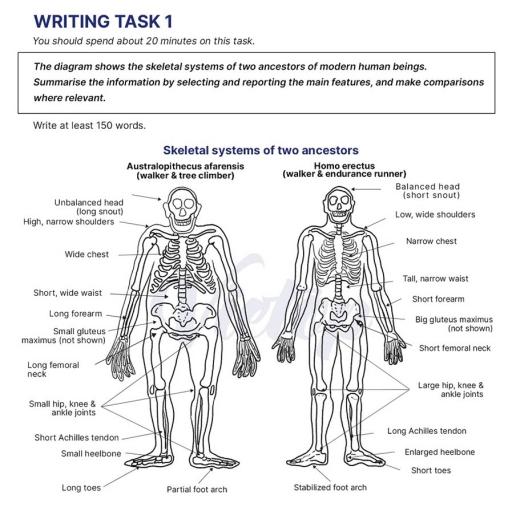 The diagram shows the skeletal systems of two ancestors of human beings Summarise the information by selecting and reporting the main features and make comparisons where relevant.