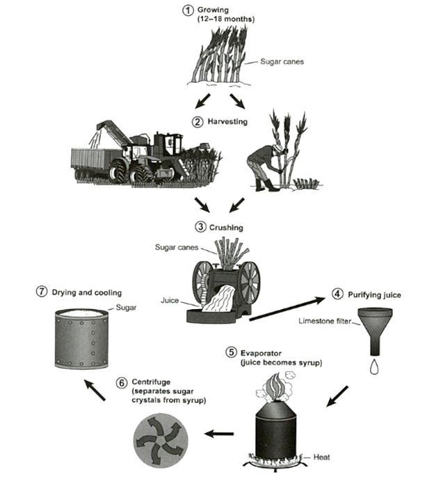The diagram below shows the manufacturing process for making sugar from sugar cane.

Summarise the information by selecting and reporting the main features, and make comparisons where relevant. Write at least 150 words.