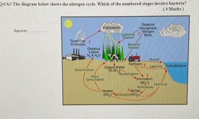 The diagram below shows nitrogen cycle