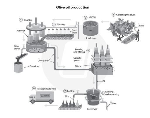 The diagram below shows the production of olive oil. Summarise the information by selecting and reporting the main features, and make comparisons where relevant.

You should write at least 150 words.