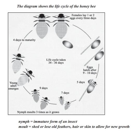 The diagram below shows a life cycle of a honey bee. Summarize the information by selecting and reporting the main features, and make comparisons where relevant.