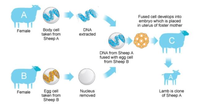 The following diagram shows the process of cloning a sheep. Summarise the information by selecting and reporting the main features, and make comparisons where relevant.