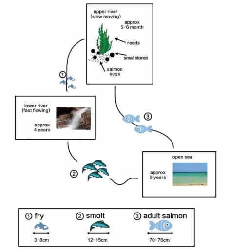 The diagram below show the life cycle of a species of large fish called the salmon.