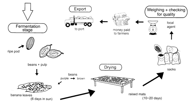 The diagram below shows how cocoa beans are prepared for export to countries that make chocolate.