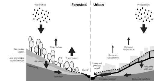 The diagram below shows the water cycle in both forested and urban areas. Summarise the information by selecting and reporting the main features and make comparisons where relevant