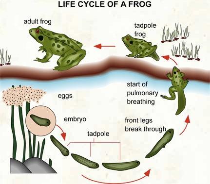 The diagram illustrates the life cycle process of frogs in a pond.