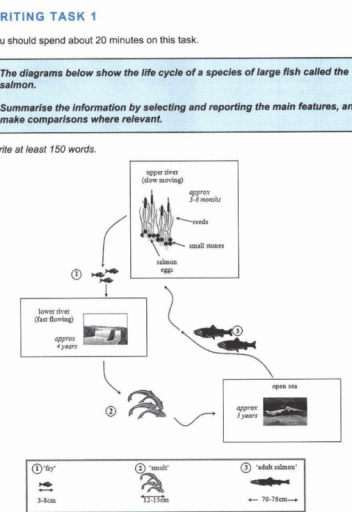 WRITING TASK 1

You should spend about 20 minutes on this task.

The diagrams below show the life cycle of a species of large fish called the salmon.

Summarise the information by selecting and reporting the main features, and make comparisons where relevant.

Write at least 150 words.