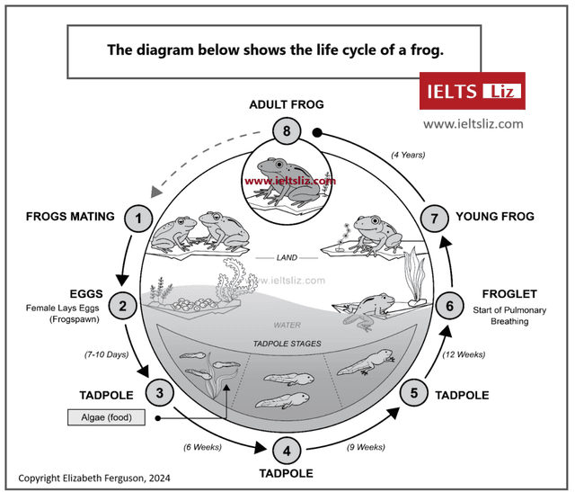 The diagram belov is of the life cycle of a frog. Life cycles and other cycles, such as the water cycle, are quite common diagrams to get in IELTS The other common type is a process which shows how something is made or how it works.