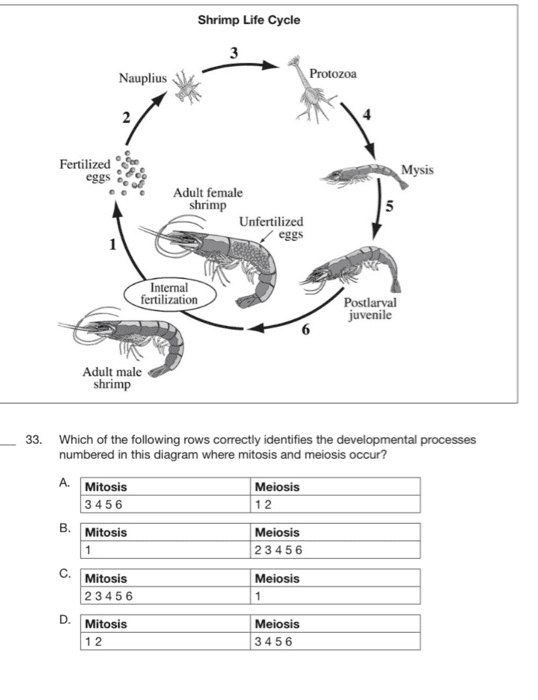 The diagram shows the life cycle of the shrimp Summarize the information by selecting and reporting the main features and make comparison where relevant.