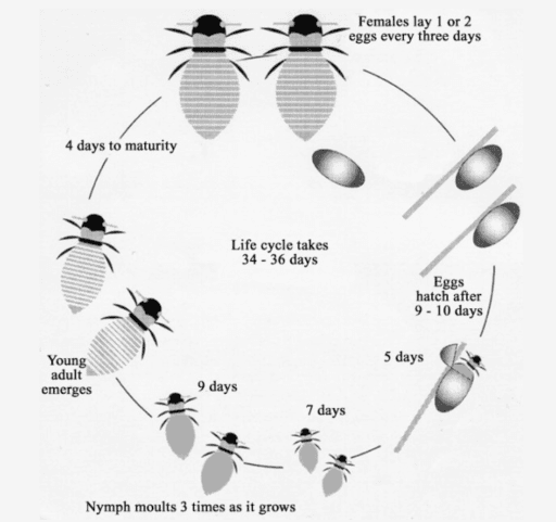 The diagram below shows the development of honey bee