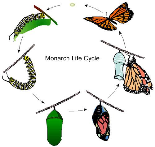 The diagram shows the life cycle of a Monarch Butterfly.