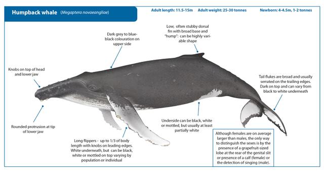 the diagram below gives the information about reproductive cycle of whale. summarise the main features