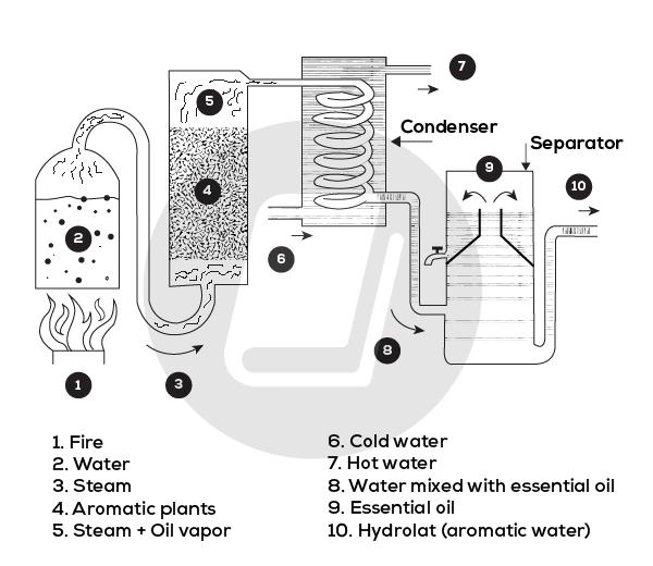 The diagrams below shows how oil is expected in use of production of perfume. Summarize the information by selecting and reporting the main features and make comparisons where relevant.