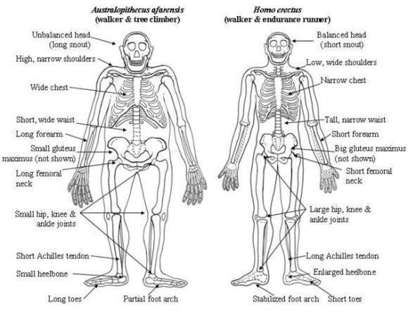 TThe diagram shows the skeletal systems of two ancestors of modern human beings. Summarise the information by selecting and reporting the main features, and make comparisons where relevant.