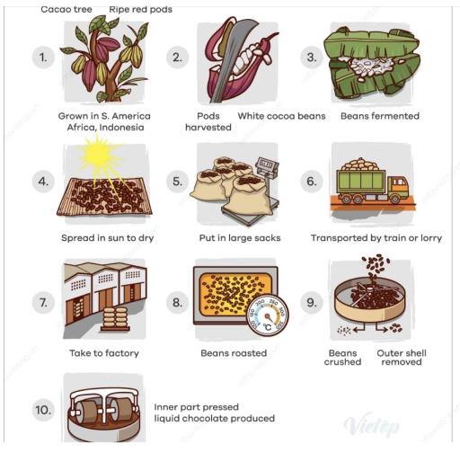 The process diagram details the steps by which liquid chocolate is produced from cocoa beans. Provide an overview of the information by identifying and describing the key details, and include comparisons where appropriate. Dũng