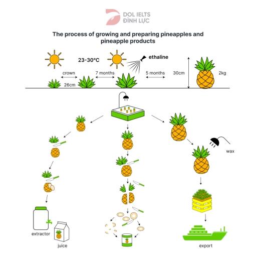 The diagram below shows the process of growing and preparing pineapples and pineapple products.