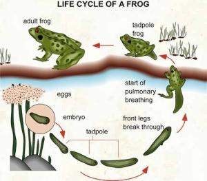 the diagram illustrates the life cycle process of frogs in a pond.
