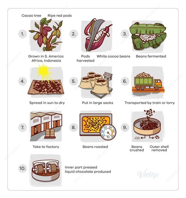 The diagram explains the process for the making of chocolate. There are a total of ten stages in the process, beginning with the growing of the pods on the cacao trees and culminating in the production of the chocolate.