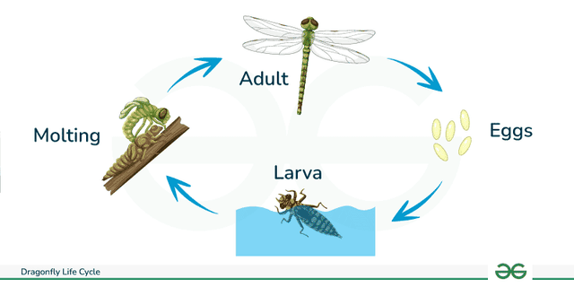 the diagram below shows the stages in the life cycle of a dragonfly.

Summarize the information by selecting and reporting the main features1 and make comparisons where relevant.