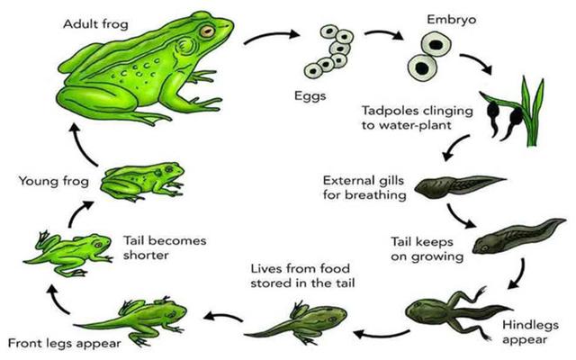 Process diagrams can show cyclic processes like the life cycle of a pond frog from egg to adult. Notice how arrows are often used to lead you through the stages in the diagrams.