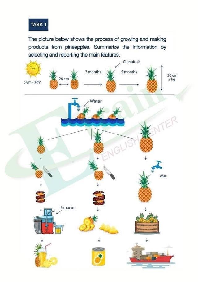 The diagram below shows the process of growing and preparing pineapples and pineapple products.