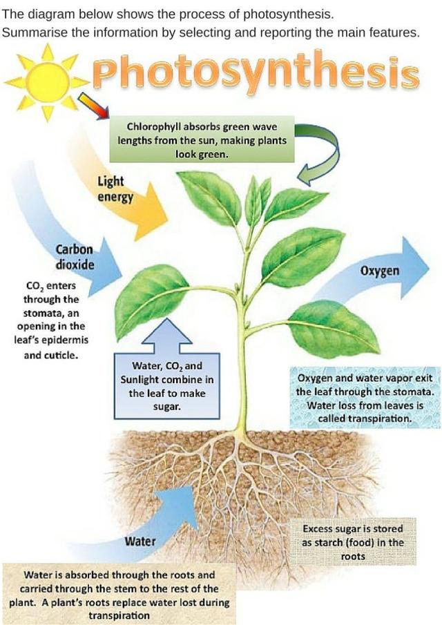 The diagram below shows the process of photosynthesis. Summarize the information by selecting and reporting the main features.