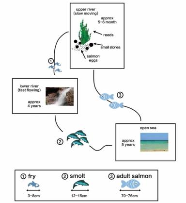 The diagrams below show the life cycle of a species of large fish ...