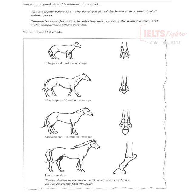 The diagrams below show the development of the horse over a period of 40 million years. Summarise the information by selecting and reporting the main features, and make comparisons where relevant.