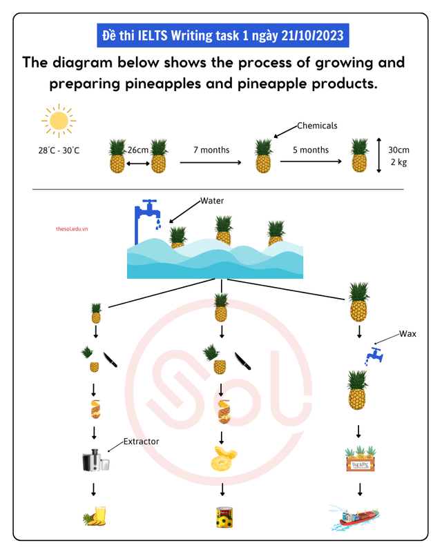 The diagram below shows the process of growing and preparing pineapples and pineapple products.