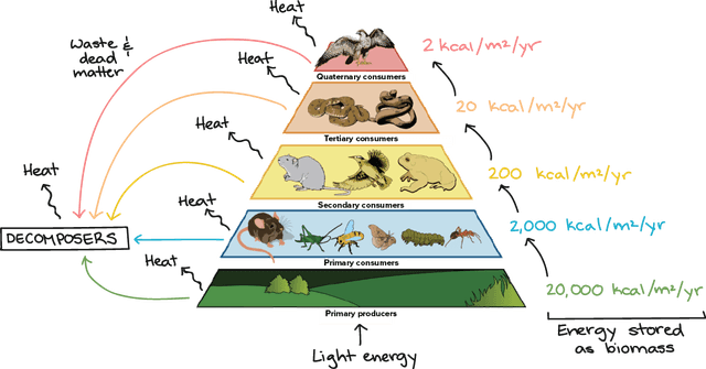 diagram-1-shows-a-food-web-containing-eight-food-chains-that-are-marked