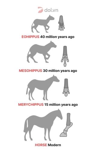 Horse Evolution The diagram shows how the horse evolved through time, with particular emphasis on its foot structure. Summarize the information by selecting and reporting the main features, and make comparisons where relevant.
