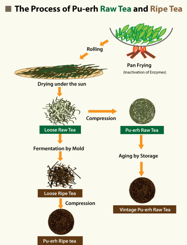 The diagram shows The Process of Pu-erh Raw Tea and Ripe Tea.