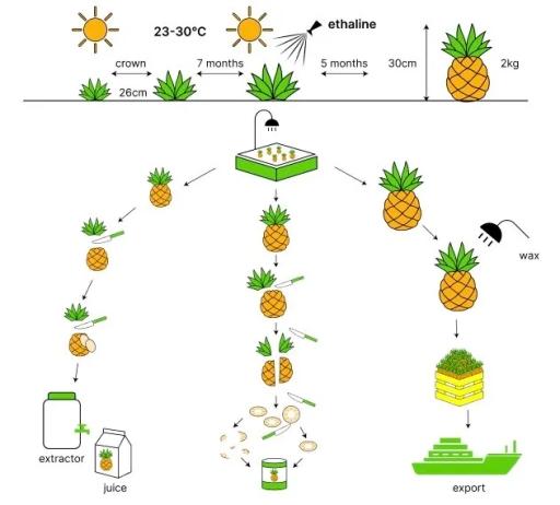 The diagram below shows the process of growing and preparing pineapples and pineapple products.