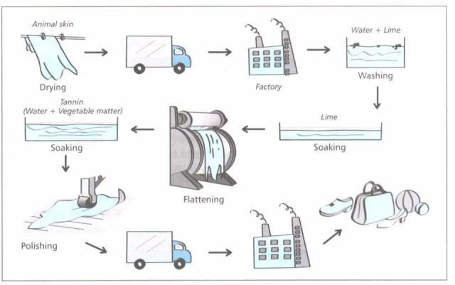 The diagram details the process of making leather products.

Summarise the information by selecting and reporting the main feather, and make conparison where relevant.