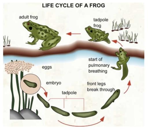 The diagram below illustrates the life cycle of a frog.