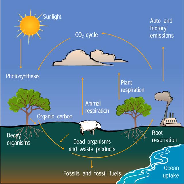 The diagram below shows the stages involved in the carbon cycle. Summarise the information by selecting and reporting the main feactures,and make comparisons where relevant.