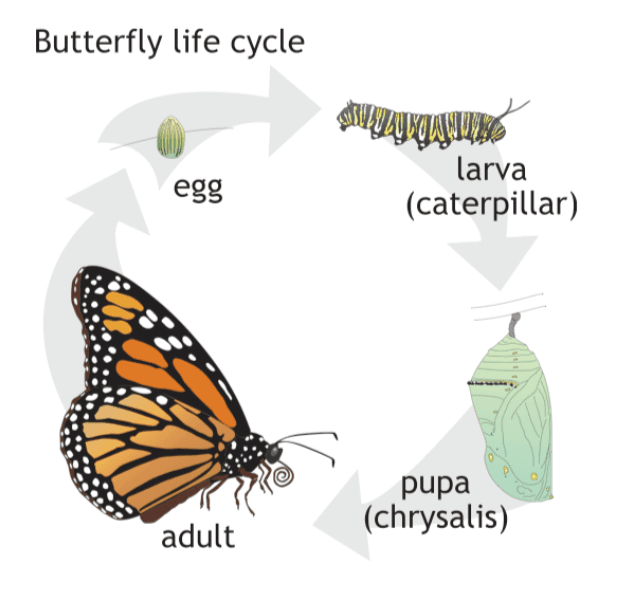The diagram shows natural process life cycle of a butterfly from the egg stage, through 4 phases from caterpillar to fully grown butterfly.