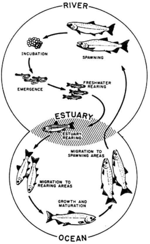 The diagram shows the lifecyle of Salmon