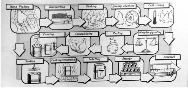The diagram describes the production of canned fruits. Summarize the information by selecting and reporting the main features, and make comparisons where relevant. Write at least 150 words.