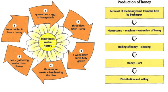 The diagram illustrates how bees produce honey. Summarise the information by selecting and reporting the main features, and make comparisons where relevant.