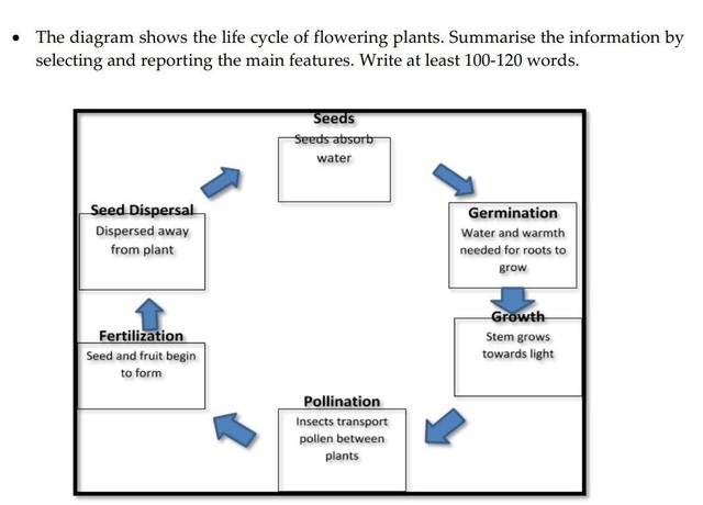 The diagram shows the life cycle of flowering plants. Summarize the information by selecting and reporting the main features.