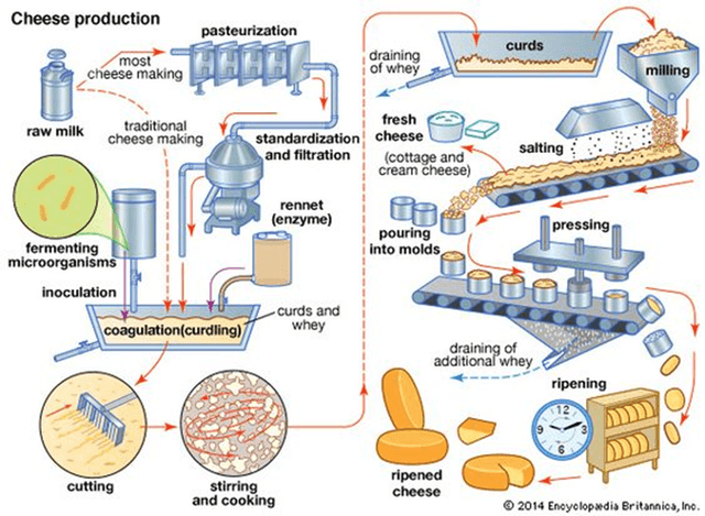 The diagram below shows how cheese is made. Write a report for a university lecturer describing the information shown below. Summarize the information by selecting and reporting the main features and make comparisons where relevant.