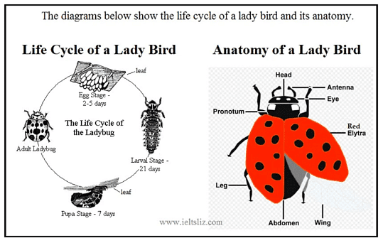 The diagrams below show the life cycle of a lady bird and its anatomy.
