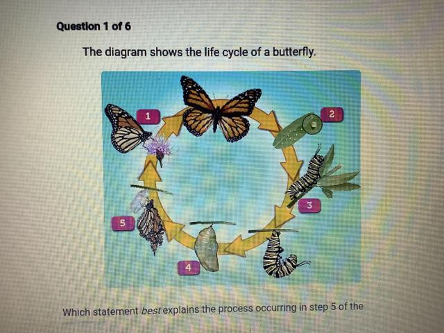 The diagram below shows the life cycle of a butterfly